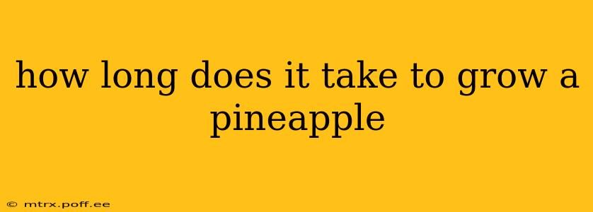 how long does it take to grow a pineapple