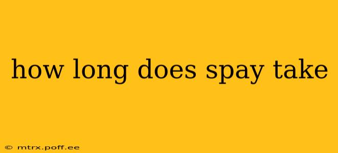 how long does spay take