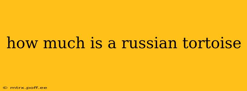 how much is a russian tortoise