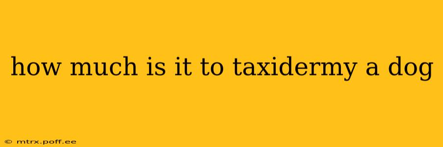 how much is it to taxidermy a dog
