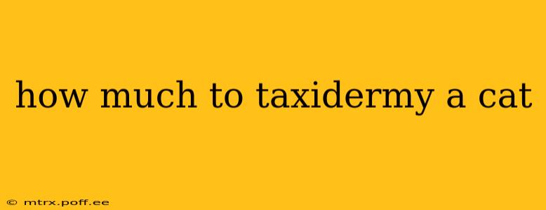 how much to taxidermy a cat