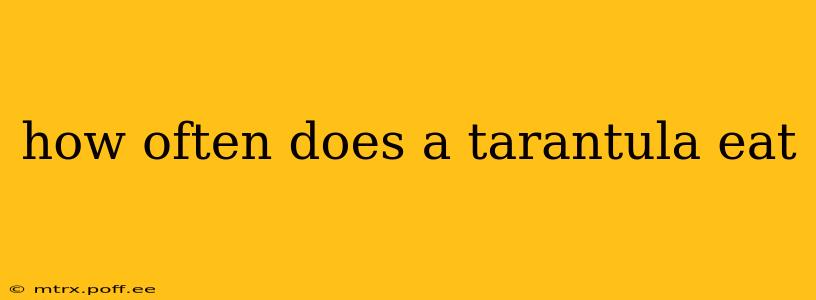 how often does a tarantula eat
