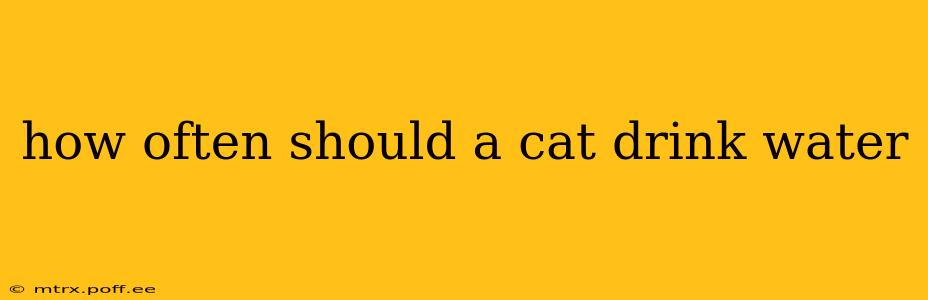 how often should a cat drink water