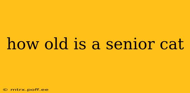 how old is a senior cat