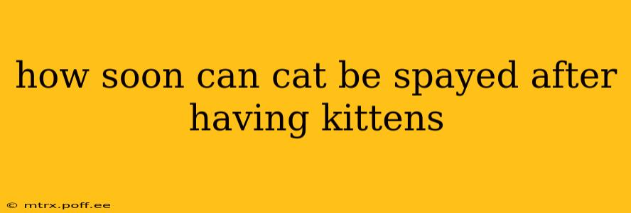 how soon can cat be spayed after having kittens