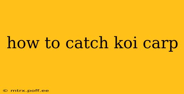 how to catch koi carp