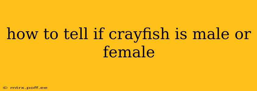 how to tell if crayfish is male or female