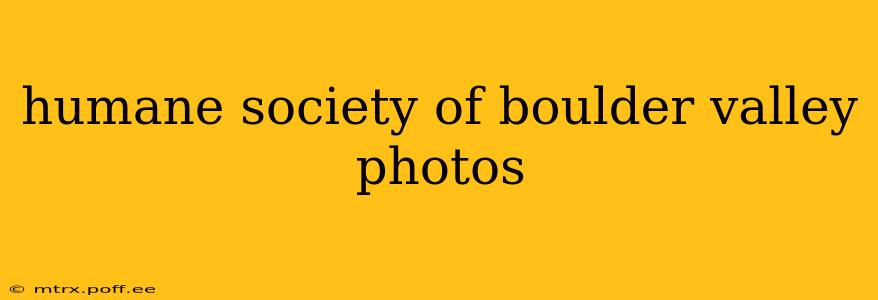 humane society of boulder valley photos
