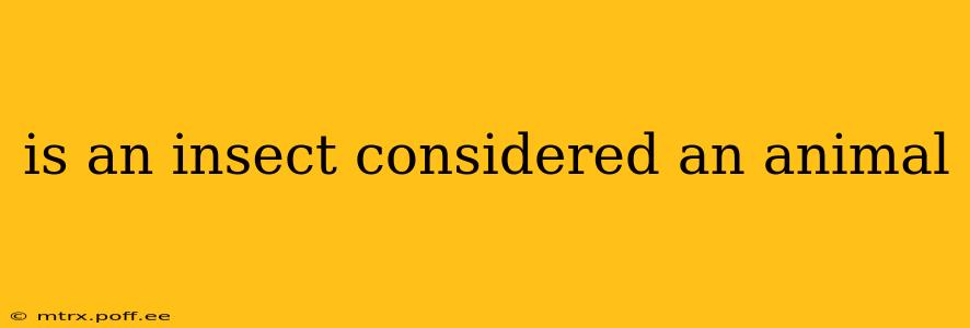is an insect considered an animal