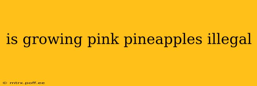 is growing pink pineapples illegal