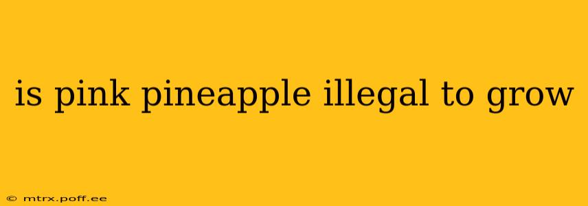 is pink pineapple illegal to grow