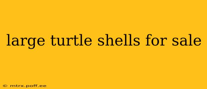 large turtle shells for sale
