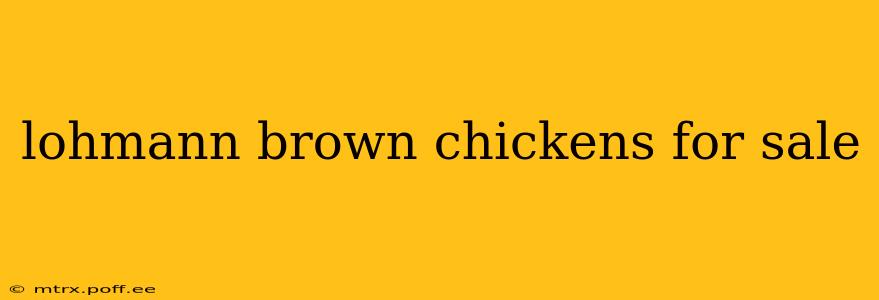 lohmann brown chickens for sale