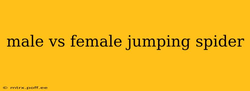 male vs female jumping spider