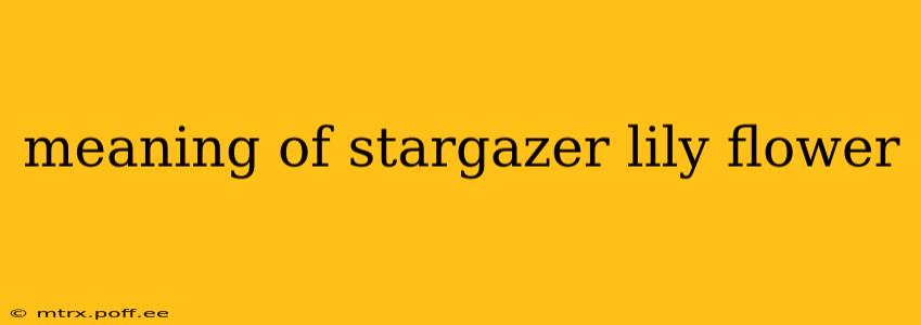 meaning of stargazer lily flower