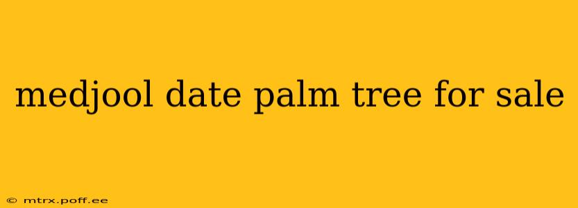 medjool date palm tree for sale