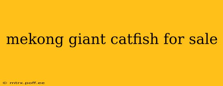 mekong giant catfish for sale