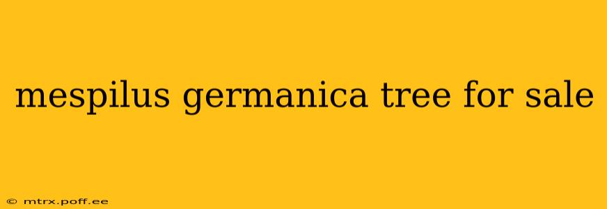 mespilus germanica tree for sale