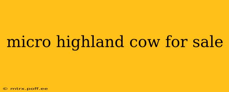 micro highland cow for sale