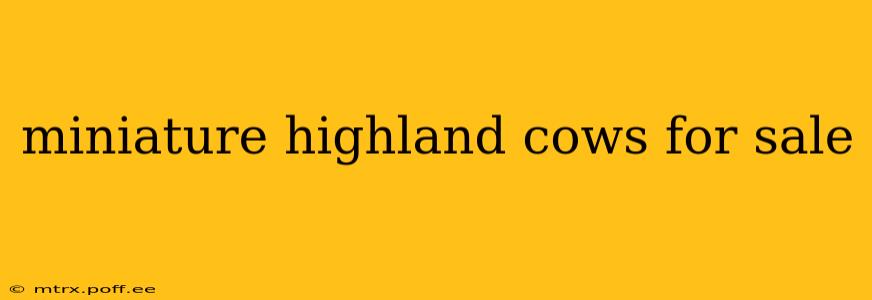 miniature highland cows for sale