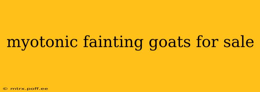 myotonic fainting goats for sale