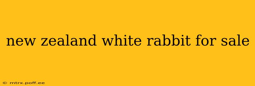 new zealand white rabbit for sale