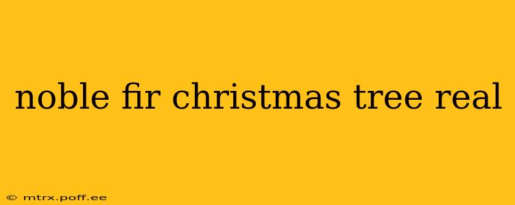 noble fir christmas tree real
