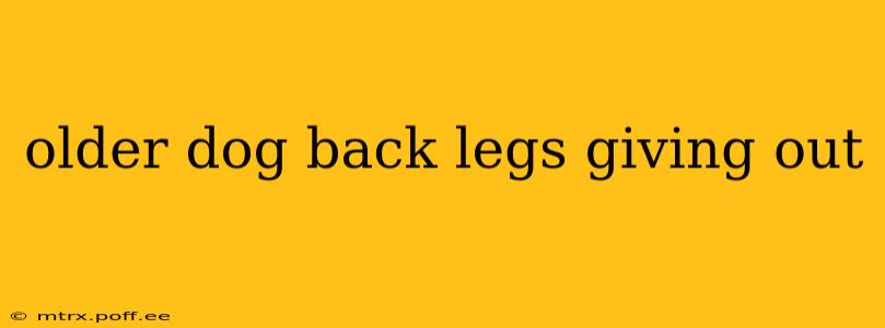 older dog back legs giving out