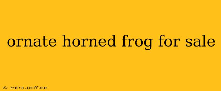 ornate horned frog for sale