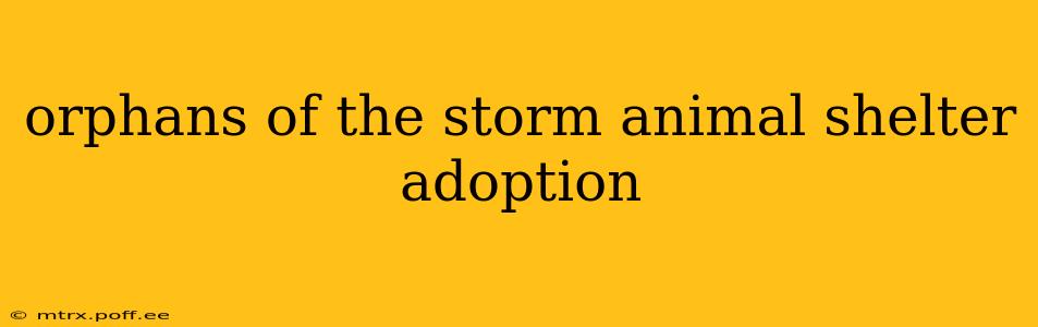 orphans of the storm animal shelter adoption