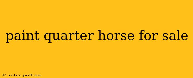 paint quarter horse for sale