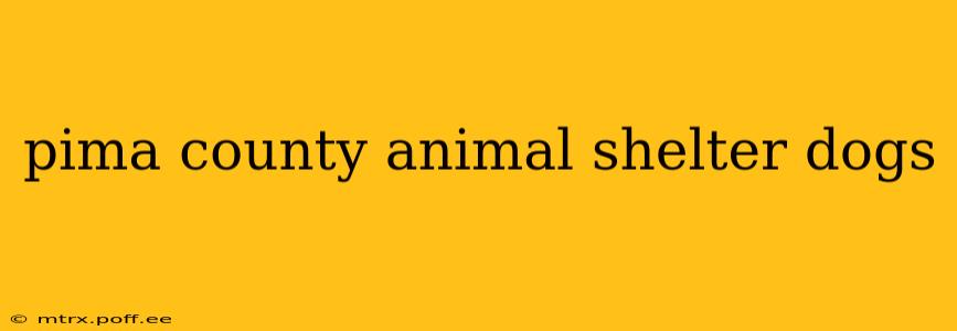 pima county animal shelter dogs
