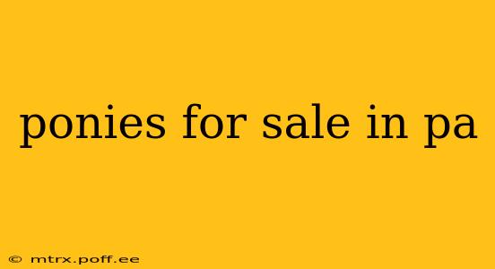 ponies for sale in pa