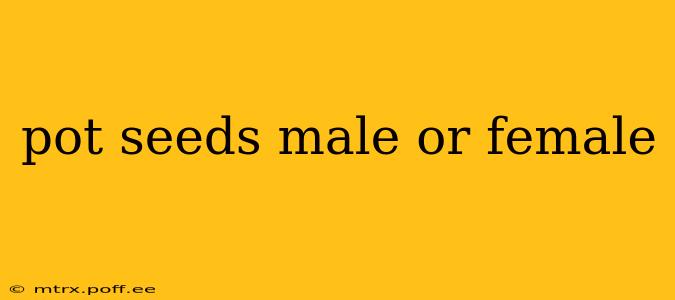 pot seeds male or female