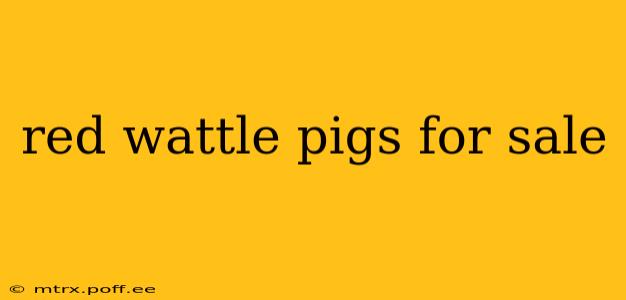 red wattle pigs for sale