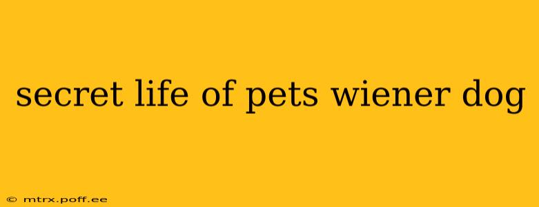 secret life of pets wiener dog