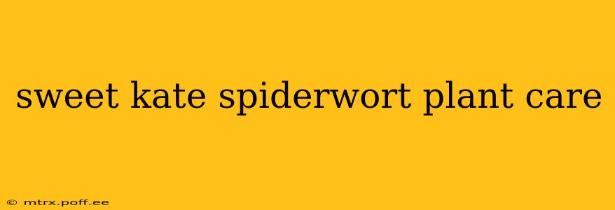 sweet kate spiderwort plant care