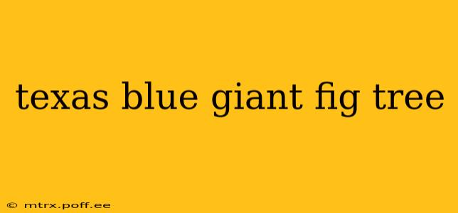 texas blue giant fig tree