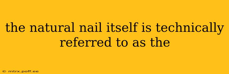 the natural nail itself is technically referred to as the