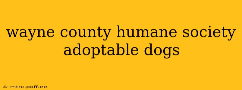 wayne county humane society adoptable dogs
