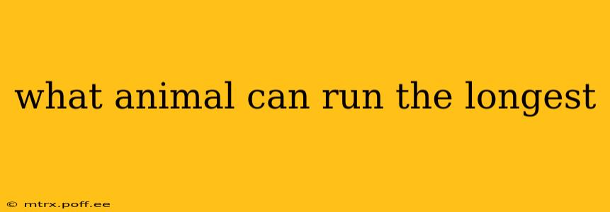 what animal can run the longest
