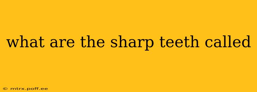 what are the sharp teeth called