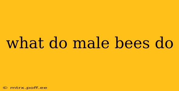 what do male bees do