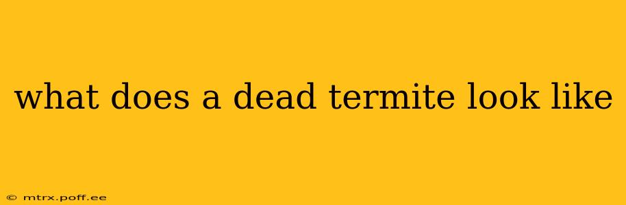what does a dead termite look like