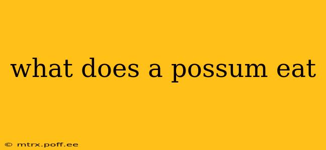 what does a possum eat