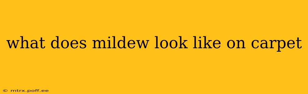 what does mildew look like on carpet