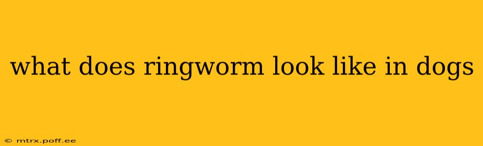 what does ringworm look like in dogs