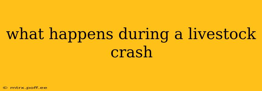 what happens during a livestock crash
