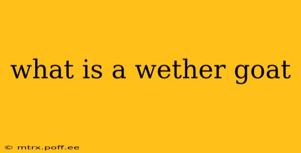 what is a wether goat