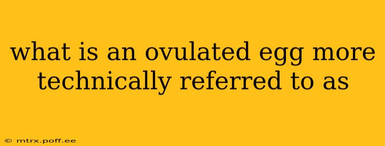 what is an ovulated egg more technically referred to as